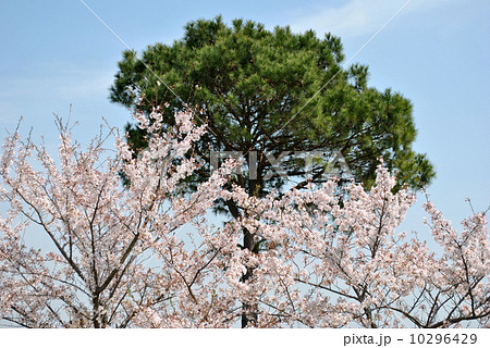一本松と桜 10296429