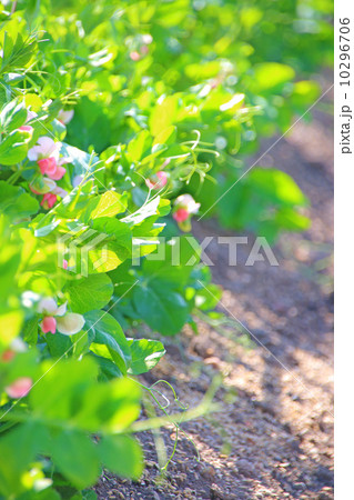 えんどう豆　エンドウマメ　エンドウ　農業　食材　苗　野菜栽培　家庭菜園　無農薬　有機野菜　無農薬　緑の葉　花　土　エンドウ　グリンピース　キヌサヤエンドウ、オランダエンドウ　スナップエンドウ　はる　春 10296706