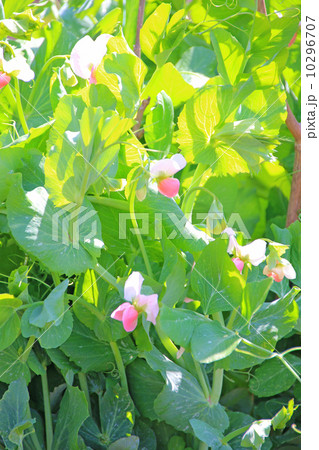 えんどう豆 エンドウマメ エンドウ 農業 食材 苗 野菜栽培 家庭菜園 無農薬 有機野菜 無農薬 緑の葉 花 土 エンドウ グリンピース キヌサヤエンドウ、オランダエンドウ スナップエンドウ はる 春 えんどう豆 エンドウマメ エンドウ 農業 食材 苗 野菜栽培 家庭菜園 無農薬 有機野菜 無農薬 緑の葉 花 土 エンドウ グリンピース キヌサヤエンドウ、オランダエンドウ スナップエンドウ はる 春 10296707