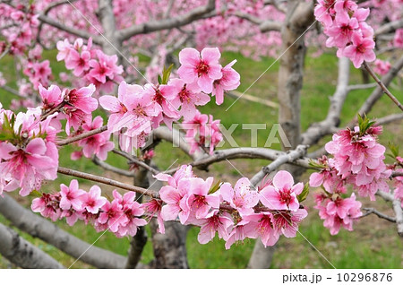 モモの花 10296876