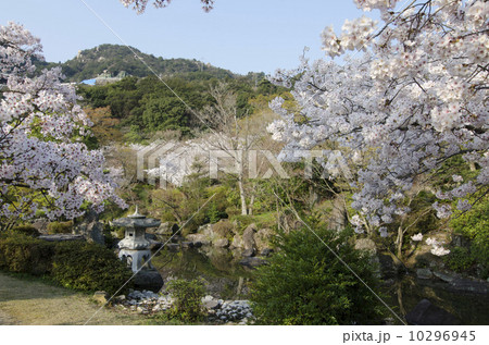 桜のいづみ公園 10296945