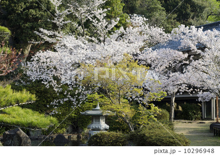 桜のいづみ公園 10296948