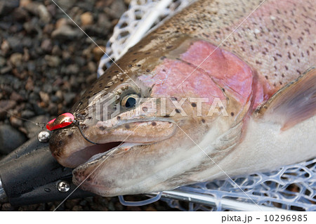 釣り上げたニジマス 釣り上げたニジマス 10296985