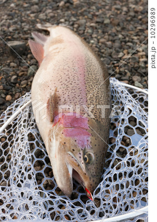 釣り上げたニジマス 釣り上げたニジマス 10296989