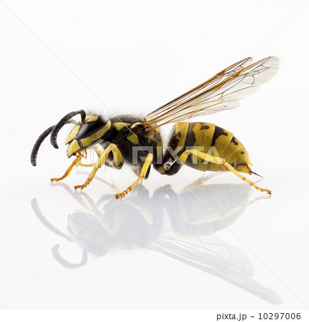 wasp isolated 10297006
