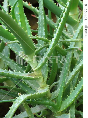 キダチアロエ 10297216