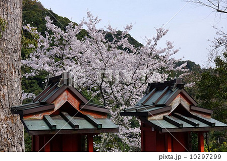長谷寺の桜 長谷寺の桜 10297299