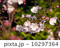 山桜 10297364