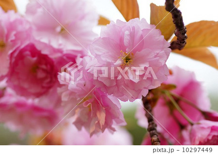 八重桜 八重桜 10297449