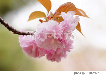 八重桜 10297450