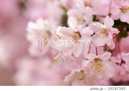 花海棠 花海棠 10297565