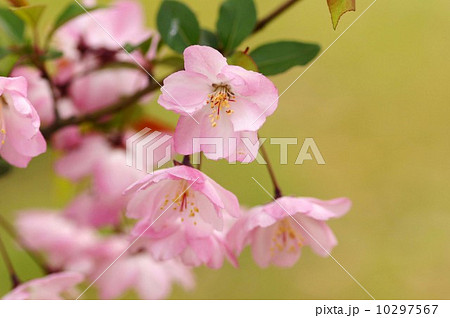 花海棠 花海棠 10297567