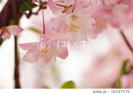 花海棠 花海棠 10297570