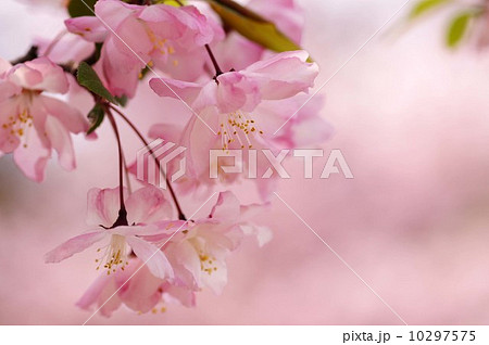 花海棠 10297575