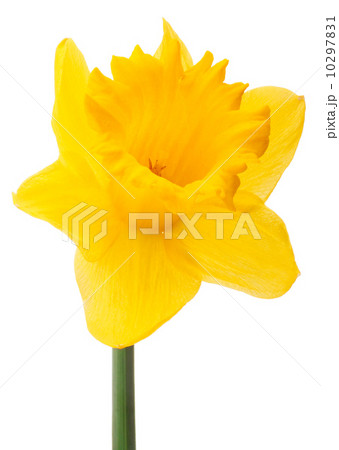 Daffodil flower or narcissus isolated on white background cutout Daffodil flower or narcissus isolated on white background cutout 10297831