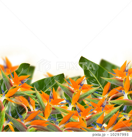 Strelitzia flowers border  10297993