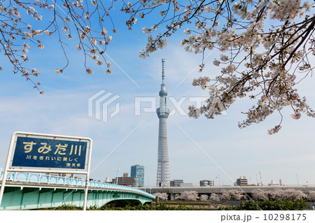 隅田公園の満開の桜と東京スカイツリー 隅田公園の満開の桜と東京スカイツリー 10298175