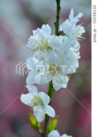花桃 10298192