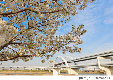 荒川の五色桜と五色桜大橋 10298213