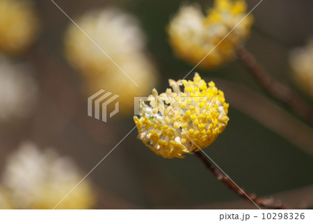 ミツマタの花 ミツマタの花 10298326