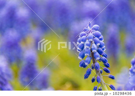 ムスカリ　季節の花写真素材 10298436