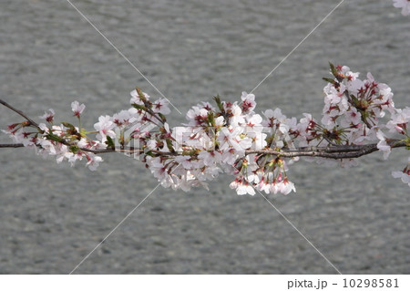 桜 桜 10298581