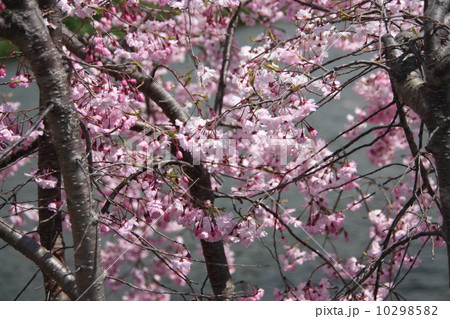 桜 10298582
