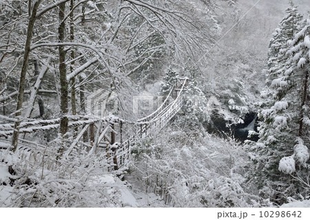 雪のかずら橋 10298642