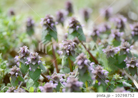 ヒメオドリコソウ 10298752