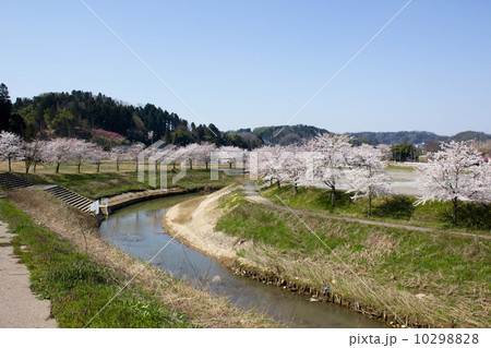 津幡川と桜 10298828