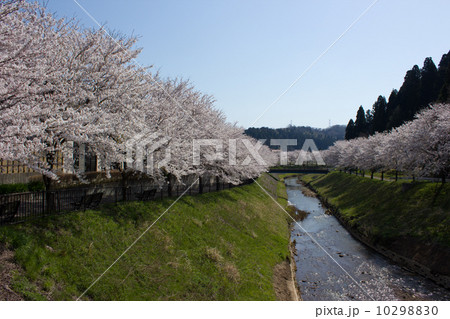 津幡川と桜 津幡川と桜 10298830