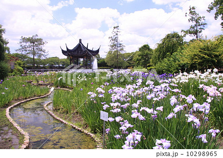 水月公園( 池田市)斎芳亭に咲くアヤメ 水月公園( 池田市)斎芳亭に咲くアヤメ 10298965