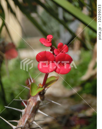 キリストの棘 10299033