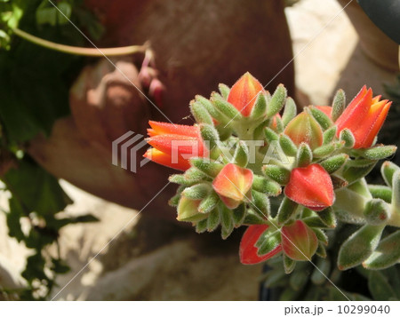 絹のようなエケベリア 10299040