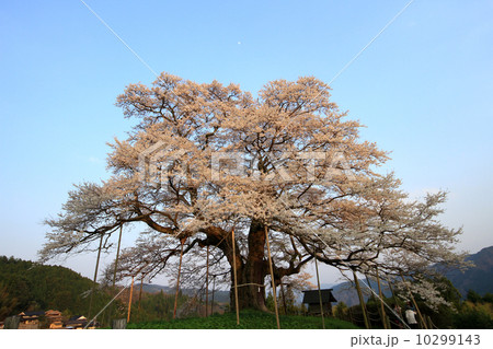 醍醐桜６５９ 10299143