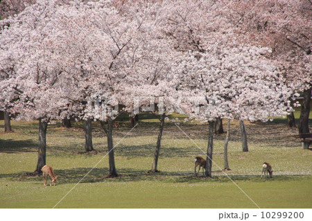 桜としか 10299200