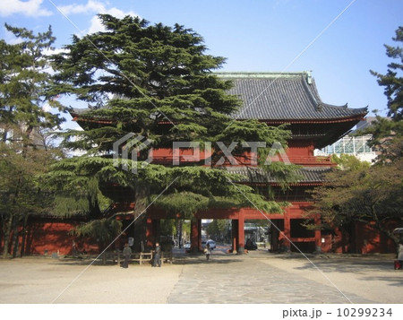 増上寺のグラント松 10299234