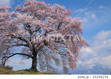 わに塚の桜 10299258