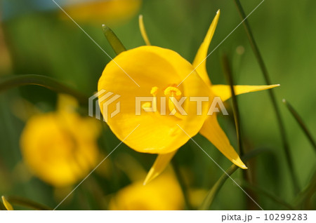 ナルキッスス・ブルボコディウムのアップ 10299283