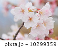桜 10299359
