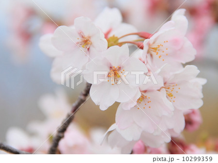 桜 桜 10299359