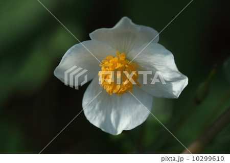 自然　植物　シラユキゲシの開花 10299610