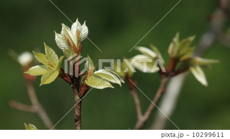 自然 植物 コナラの芽吹き 自然 植物 コナラの芽吹き 10299611