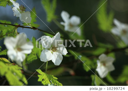 自然　植物　おいしい山の幸、モミジイチゴの花 10299724