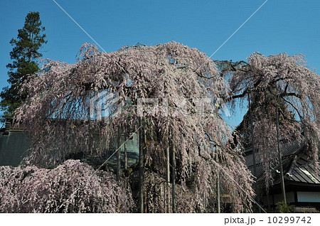 イトザクラ イトザクラ 10299742