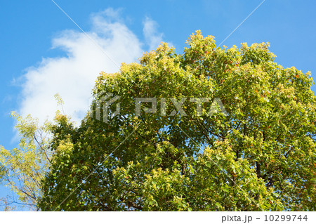 クスノキの若葉と青空 10299744