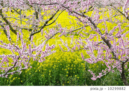 桃の花（2） 10299882