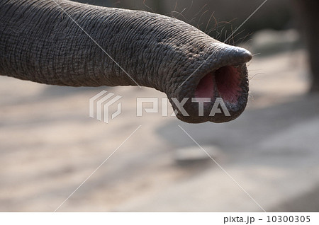 elephant trunk 10300305