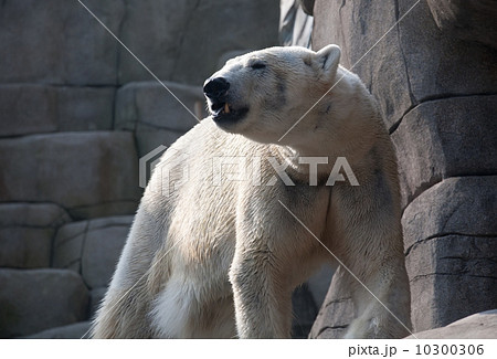 polar bear in the zoo polar bear in the zoo 10300306