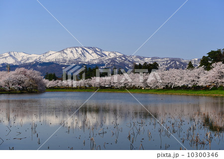 高田公園の桜 10300346